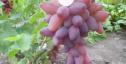 Очень ранний cорт винограда Акэло от -Гусев Сергей Эдуардович фото id: 325032426