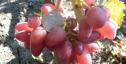 Очень ранний cорт винограда Акэло от -Гусев Сергей Эдуардович фото id: 1056206426