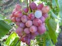 Раннесредний cорт винограда  Анюта от -Крайнов В. Н. фото id: 135650738