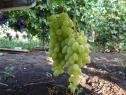 Очень ранний cорт винограда  Долгожданный от -Крайнов В. Н. фото id: 1825838071