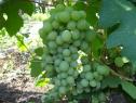 Ранний cорт винограда Талисман (Кеша 1) от Столовые сорта и ГФ фото id: 747039268