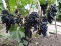 Ранний cорт винограда Кодрянка от -Столовые сорта и ГФ фото id: 163797803