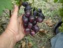 Ранний cорт винограда Джонни от -Павловский Е. Г. фото id: 1815968762