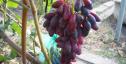 Ранний cорт винограда Ася от -Загорулько В. В. фото id: 580526068