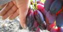 Ранний cорт винограда Ася от -Загорулько В. В. фото id: 249942726