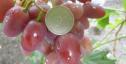 Ранний cорт винограда Эллис от -Карпушев А.В. фото id: 2115924686