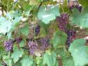 Очень ранний cорт винограда Лёлик от -Павловский Е. Г. фото id: 886928977