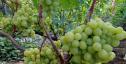 Ранний cорт винограда Милана от -Столовые сорта и ГФ фото id: 309052424