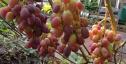 Очень ранний cорт винограда Зоренька от -Столовые сорта и ГФ фото id: 1597714344