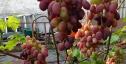 Очень ранний cорт винограда Зоренька от -Столовые сорта и ГФ фото id: 296705605