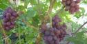 Очень ранний cорт винограда Ирис от -Столовые сорта и ГФ фото id: 957444009