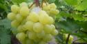 Очень ранний cорт винограда Цимус от -Кишмиши фото id: 1577536977