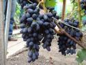 Ранний cорт винограда Кодрянка от -Столовые сорта и ГФ фото id: 390568313