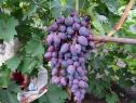 Ранний cорт винограда Красотка от -Павловский Е. Г. фото id: 342704844