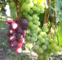 Ранний cорт винограда Алекса мускатная  (Леди) от -Воронюк И. Н. фото id: 1611867410