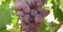Очень ранний cорт винограда Линда от -Гусев Сергей Эдуардович фото id: 555298659