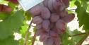 Очень ранний cорт винограда Линда от -Гусев Сергей Эдуардович фото id: 1405243744
