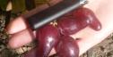Ранний cорт винограда Оскар от -Карпушев А.В. фото id: 1813207924