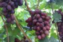 Раннесредний cорт винограда Подарок Ирине от -Вишневецкий фото id: 1840942281