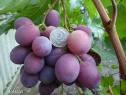Очень ранний cорт винограда Воевода от -Литвинов Г. М. фото id: 1259389738
