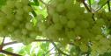 Очень ранний cорт винограда Соломия от -Кишмиши фото id: 1950380453