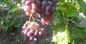Ранний cорт винограда Урум от -Столовые сорта и ГФ фото id: 717469277