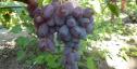 Ранний cорт винограда Урум от -Столовые сорта и ГФ фото id: 820762152