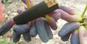Раннесредний cорт винограда Аватар от -Кишмиши фото id: 1685024379