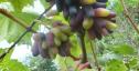Раннесредний cорт винограда Аватар от -Кишмиши фото id: 257873065