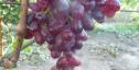 Очень ранний cорт винограда Рамина от -Бурдак А. В. фото id: 440621733