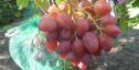 Очень ранний cорт винограда 21-28 от -Пысанка О.М. фото id: 1882389245