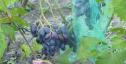 Ранний cорт винограда Каталония от -Бурдак А. В. фото id: 1197304732