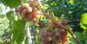 Ранний cорт винограда Мечта фермера от -Пысанка О.М. фото id: 1402054794