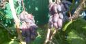 Очень ранний cорт винограда Натали от -Калугин В. М. фото id: 2035712554