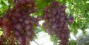 Ранний cорт винограда Полонез 50 от -Пысанка О.М. фото id: 12293772