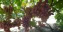Ранний cорт винограда Полонез 50 от -Пысанка О.М. фото id: 1839514831