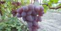 Ранний cорт винограда Бари от -Карпушев А.В. фото id: 2011064011