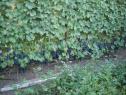 Раннесредний cорт винограда Регент от -Технические и винные фото id: 1428189325