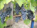 Очень ранний cорт винограда Симоне от -Технические и винные фото id: 519679597