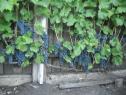 Раннесредний cорт винограда Регент от -Технические и винные фото id: 739550332