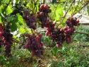 Очень ранний cорт винограда Рудик  (B-15-10) от -Павловский Е. Г. фото id: 1243787438