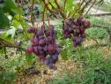 Очень ранний cорт винограда Рудик  (B-15-10) от -Павловский Е. Г. фото id: 1276109884