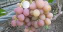 Очень ранний cорт винограда Румын от -Гусев Сергей Эдуардович фото id: 86672586