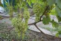 Ранний cорт винограда Кишмиш Столетие от -Кишмиши фото id: 1961681483