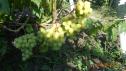 Ранний cорт винограда Валёк от -Вишневецкий фото id: 865587227
