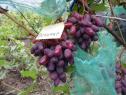 Раннесредний cорт винограда Велимир от -Литвинов Г. М. фото id: 2012324518