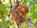 Очень ранний cорт винограда  Юлиан от -Капелюшный В. У. фото id: 1346057015