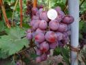 Ранний cорт винограда  Z-10 от -Загорулько В. В. фото id: 1631472801