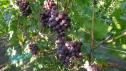 Очень ранний cорт винограда Заря Несветая от -Павловский Е. Г. фото id: 6398975